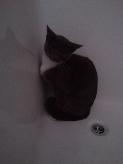 Hiding in our bathtub