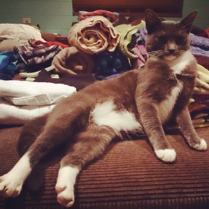How can you not love a cat who makes a pile of laundry look glam?!